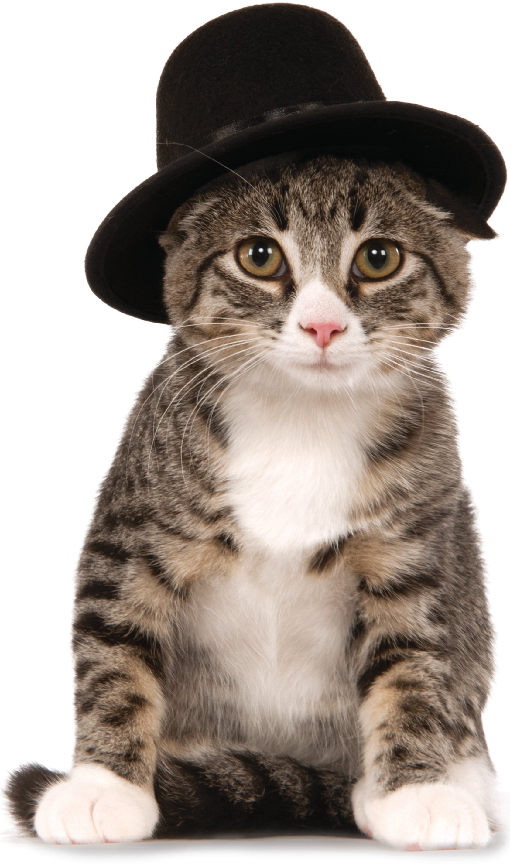 Pets Top Hat Costume Accessory