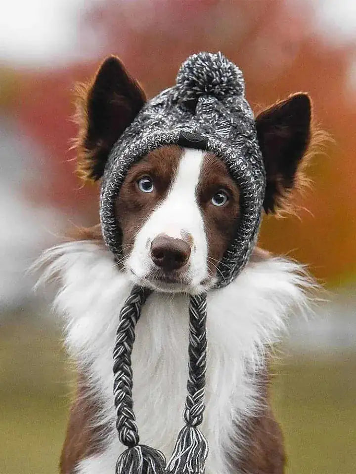 Canine Cap Companion